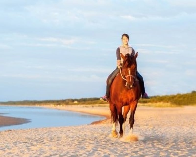 Beach & Tropical Trail Horseback Riding in Luquillo