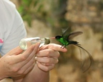 River Adventure & Bird Sanctuary Tour in Trelawny