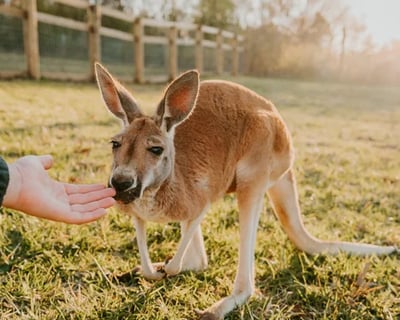 Kangaroo Encounter at Mitchell's Petting Zoo & Exotics