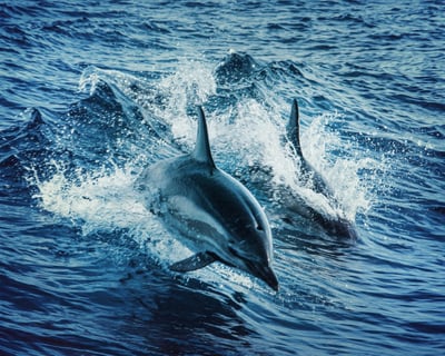 3-Hour Snorkel & Dolphin Cruise in Fort Walton Beach