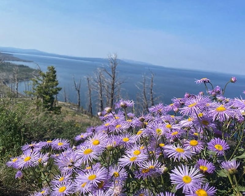 Private Full-Day Wildlife Hiking Tour from Gardiner