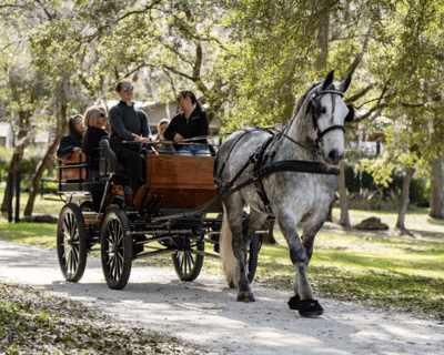 Sunset Carriage Ride Near Goethe State Forest