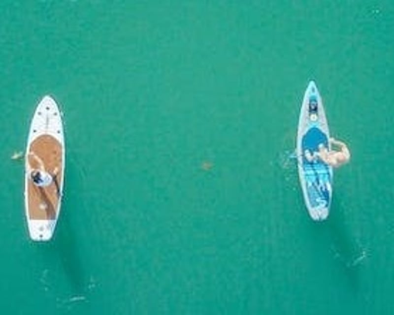Naturalist-Led Paddleboard Eco Tour Near Ocean City NJ