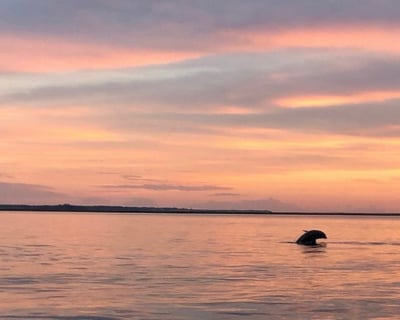 Hilton Head Dolphin & Fireworks Boat Tour