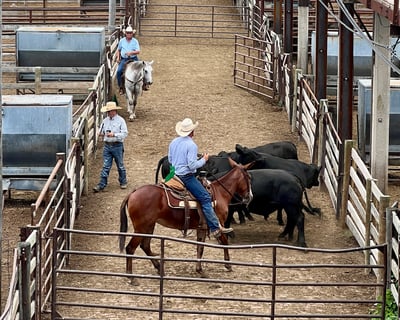 Cowboy for a Day: Stockyards, Cattlemen's & Museum Tour