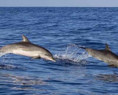 Anna Maria Island Dolphin Eco Tour