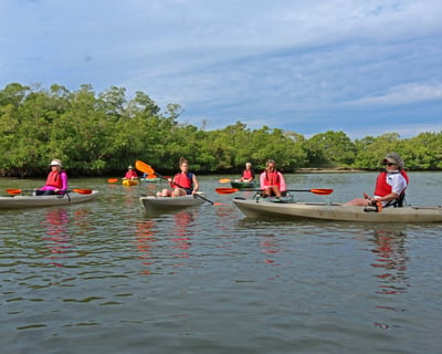 Key West Mangrove Kayak Eco Tour