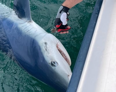 Private Shark Fishing Charter in Coastal Maine