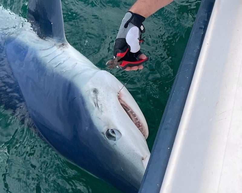 Private Shark Fishing Charter in Coastal Maine