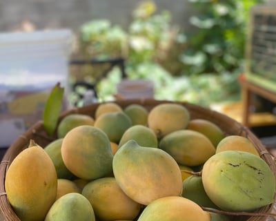 Mango and Coconut Orchard Tour with Fruit Tasting