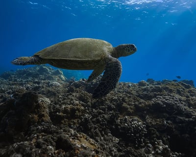 Guided Night Snorkel in Makena