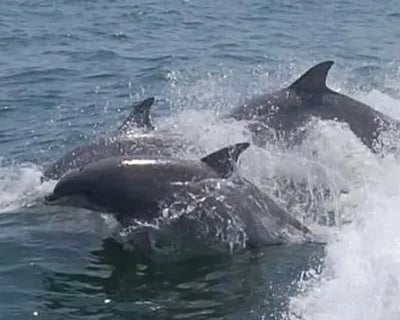 Lewes Dolphin Watching Cruise