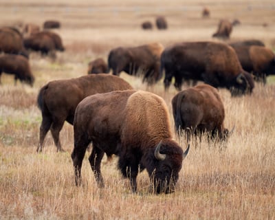 Explore Yellowstone & Grand Teton Wildlife Safari