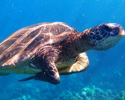 Outrigger Canoe Swim With Sea Turtles at Wailea Beach