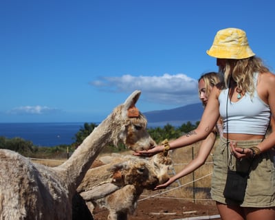 Alpaca and Tropical Fruit Tasting Combo Tour