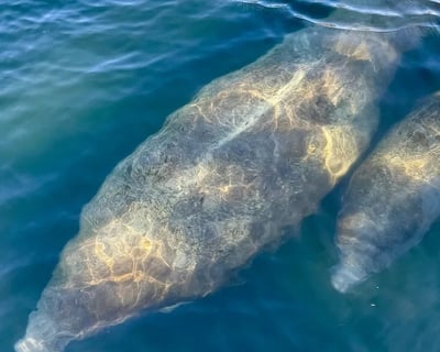 Kings Bay Guided Wildlife Eco Tour
