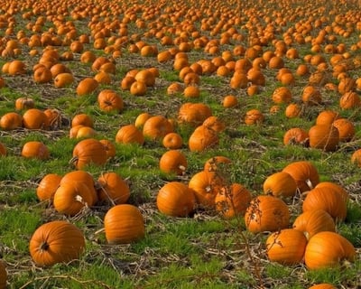 Pumpkin Picking Rail Bike Guided Tour in Hawley