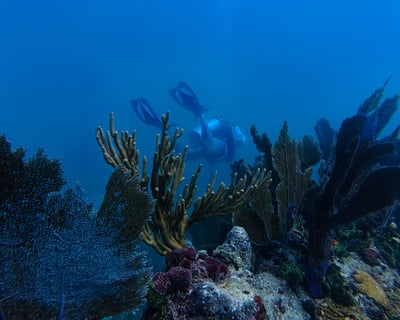 Afternoon 2-Tank Reef Dive In Key West