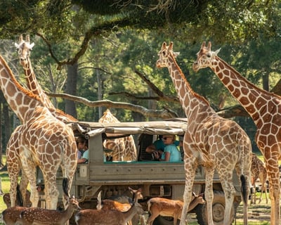 Private Wildlife Tour in Folsom