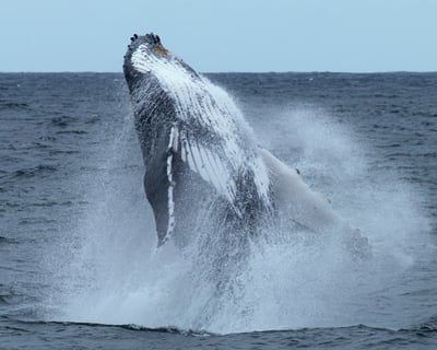 Private 69ft Yacht Whale Watch with Expert Crew
