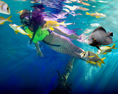 Lecanto Shark & Stingray Snorkeling Encounter