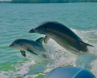 Naples Sunset Cruise: Manatees & 10,000 Islands