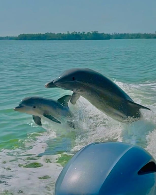 Naples Sunset Cruise: Manatees & 10,000 Islands