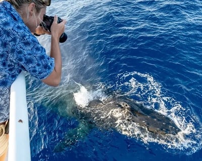 1.5-Hour Waikiki Whale Watch Cruise