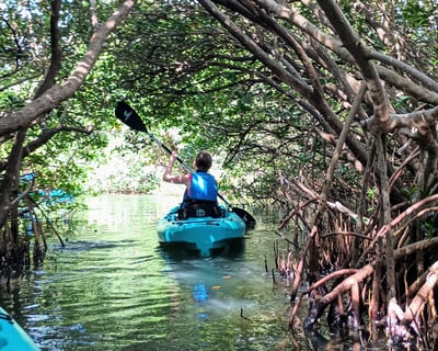 Guided Mangrove Kayak Tour in Cape Canaveral