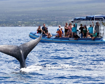 Molokini Snorkel & Whale Watch