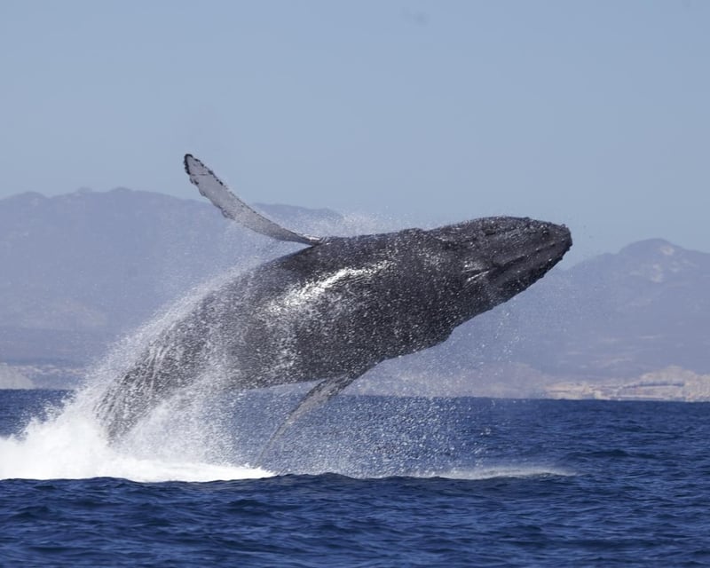 Small Group Humpback Whale Watching in Puerto Vallarta