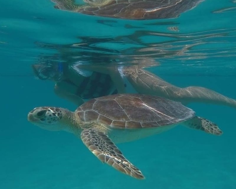 Sea Turtle Snorkel Tour on the Mesoamerican Reef in Mahahual