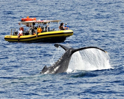 Maui Sunset Whale Watch