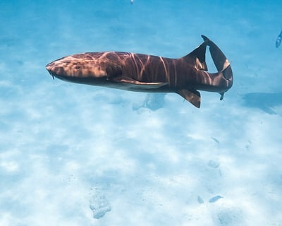Santa Isabel Nurse Shark Snorkeling Tour