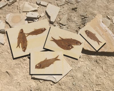 Half-Day Fossil Dig at Fossil Lake Safari