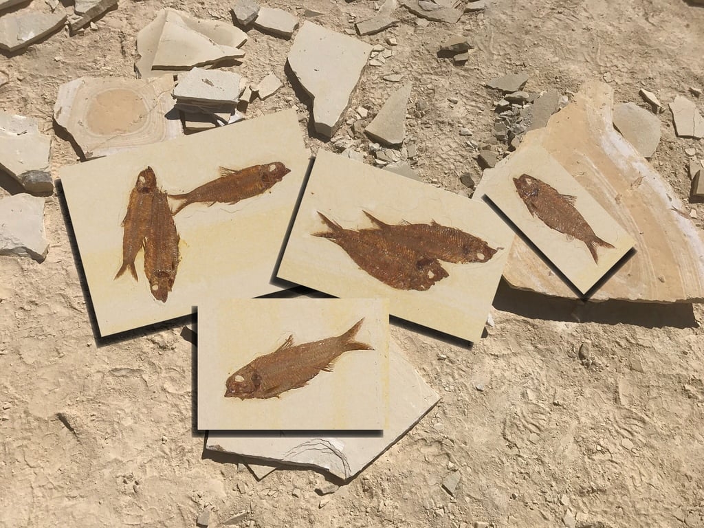 Half-Day Fossil Dig at Fossil Lake Safari