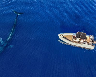 3-Hour Whale Watching Cruise in San Diego