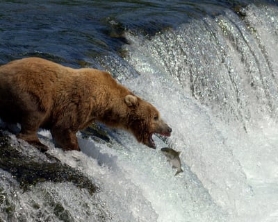 Katmai Bear Viewing: Brooks Falls Floatplane Tour