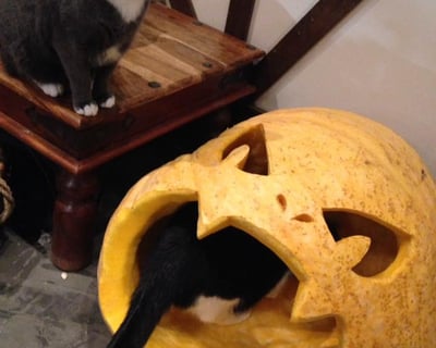 Cat Lounge Pumpkin Carving in Seattle