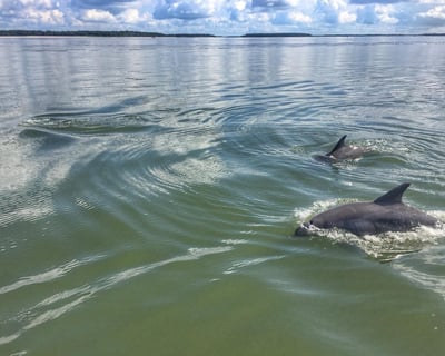 Hilton Head Dolphins & Donuts Tour