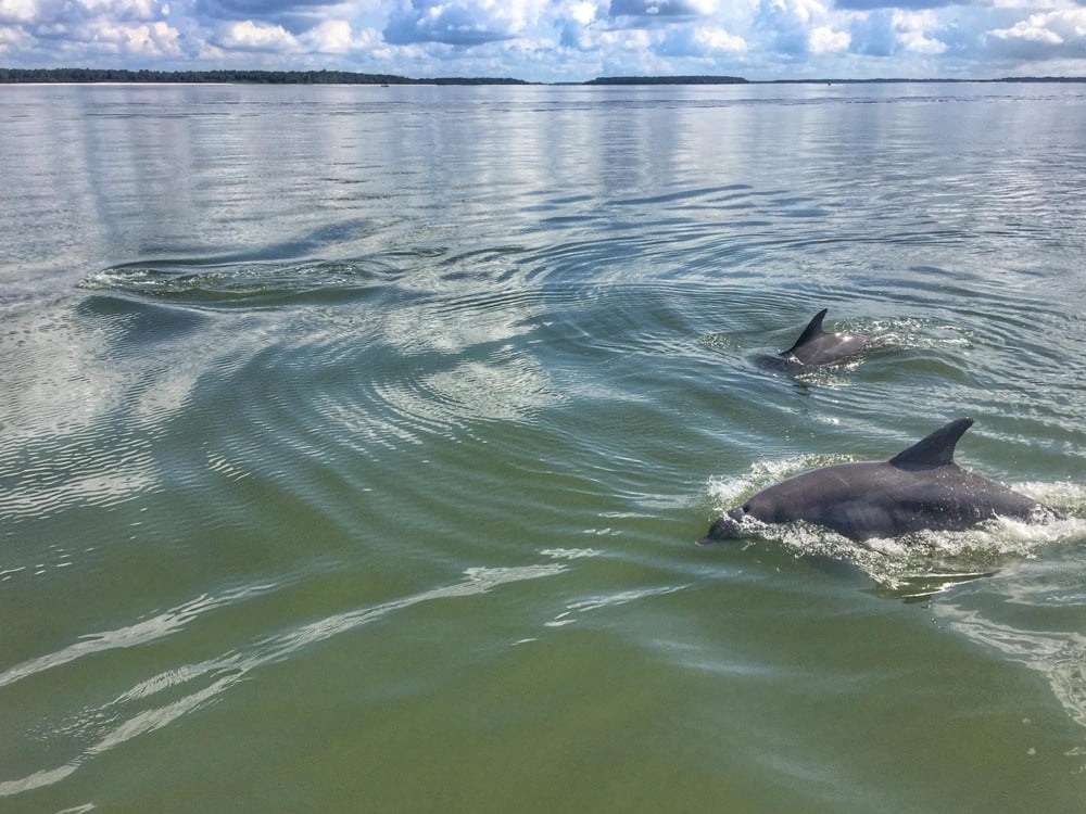 Hilton Head Dolphins & Donuts Tour