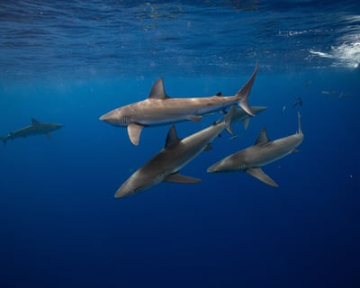 North Shore Shark Cage Dive in Haleiwa