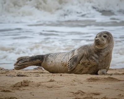 Monomoy Seal Watching Cruise in Harwich Port