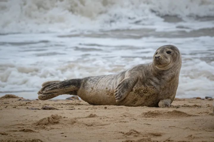 Monomoy Seal Watching Cruise in Harwich Port