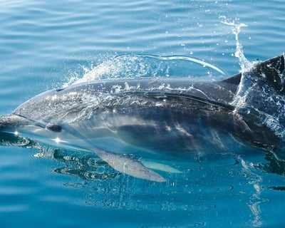 Shell Key Dolphin & Shelling Cruise