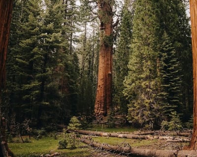 Private Guided Tour of Sequoia National Park
