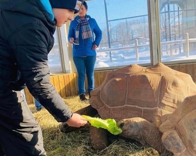 20-Minute Aldabra Tortoise Encounter in Grove City