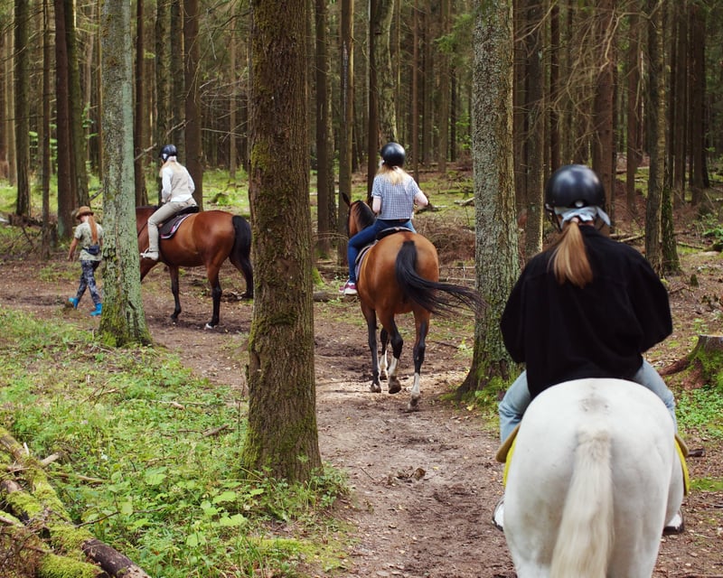 Guided Beginner Horseback Trail Ride in Rothbury, MI