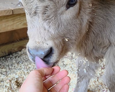 Private Mini Cow Cuddle Session at Rose Therapeutic Farm