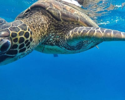 Xpress Snorkel with Open Bar in West Maui
